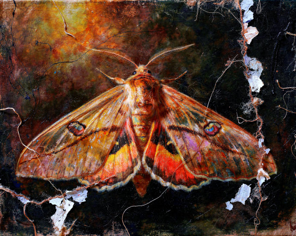 Textured painting of a vibrant moth on dark background