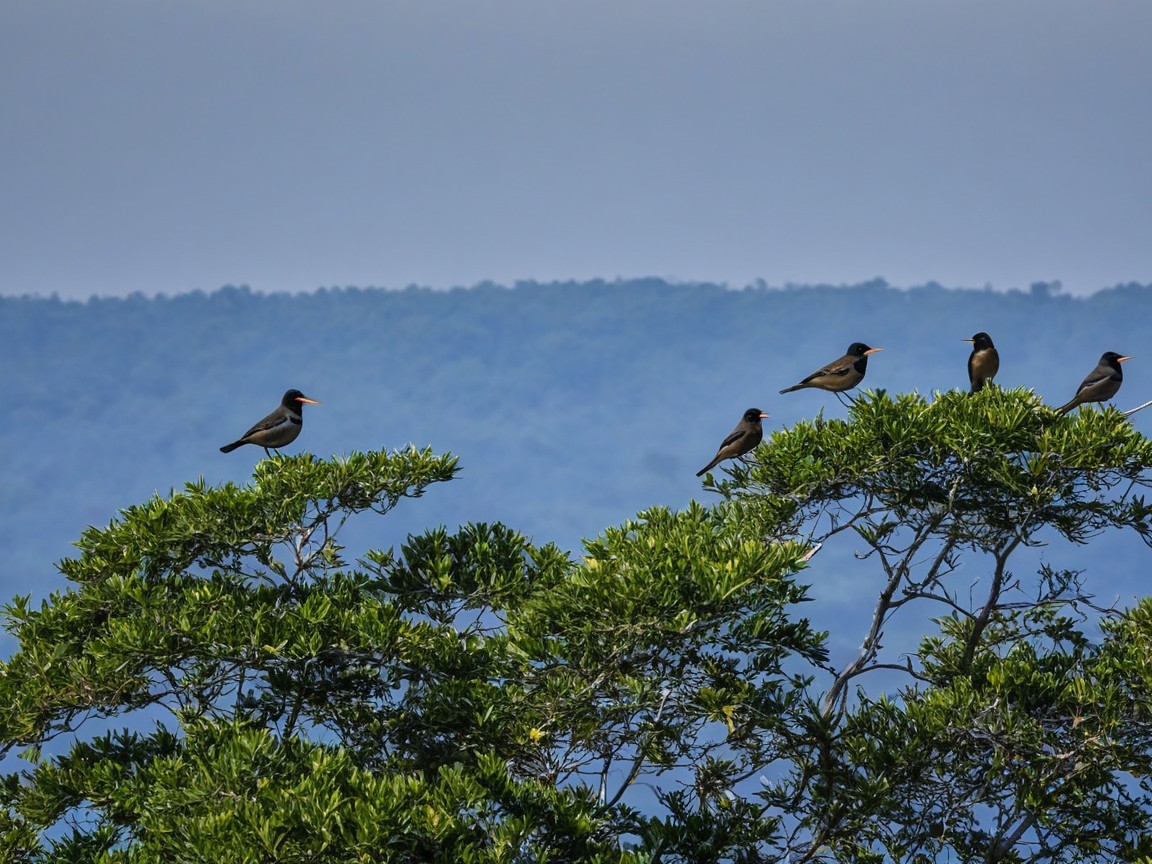 Birds on Green Branches with Blue Hills Background