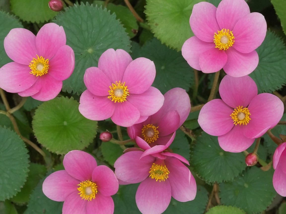 Delicate pink flowers with yellow centers among green leaves