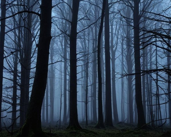 Misty Forest with Tall Trees and Lush Moss Ground