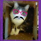 Stylish Cat with Blue Eyes in Purple Box and Glasses