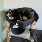 Photorealistic 3D Render of Tuxedo Cat with Halo Light