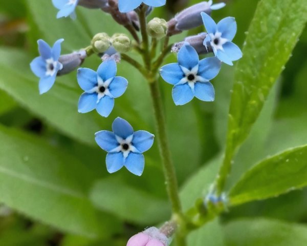 Delicate blue flowers with pink bud and green leaves