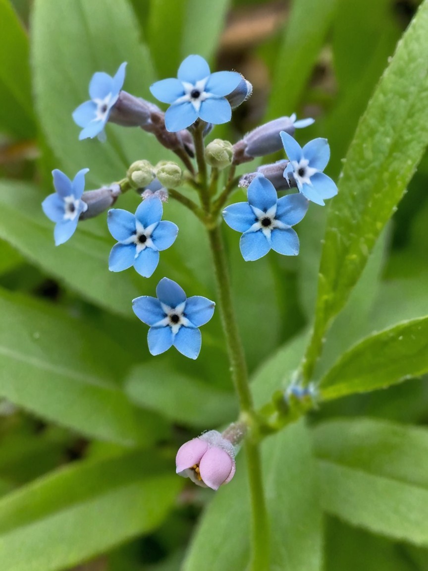 Delicate blue flowers with pink bud and green leaves