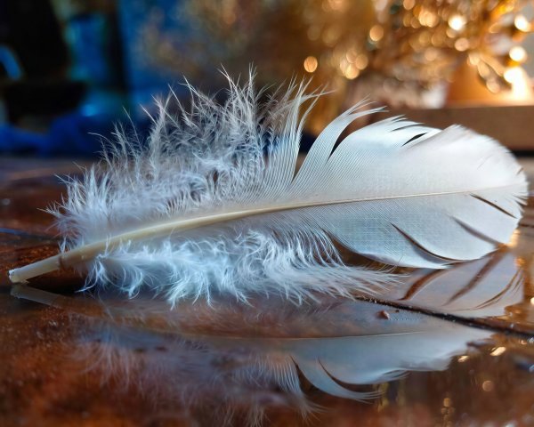 Close-Up of a White Feather on Reflective Wood Surface