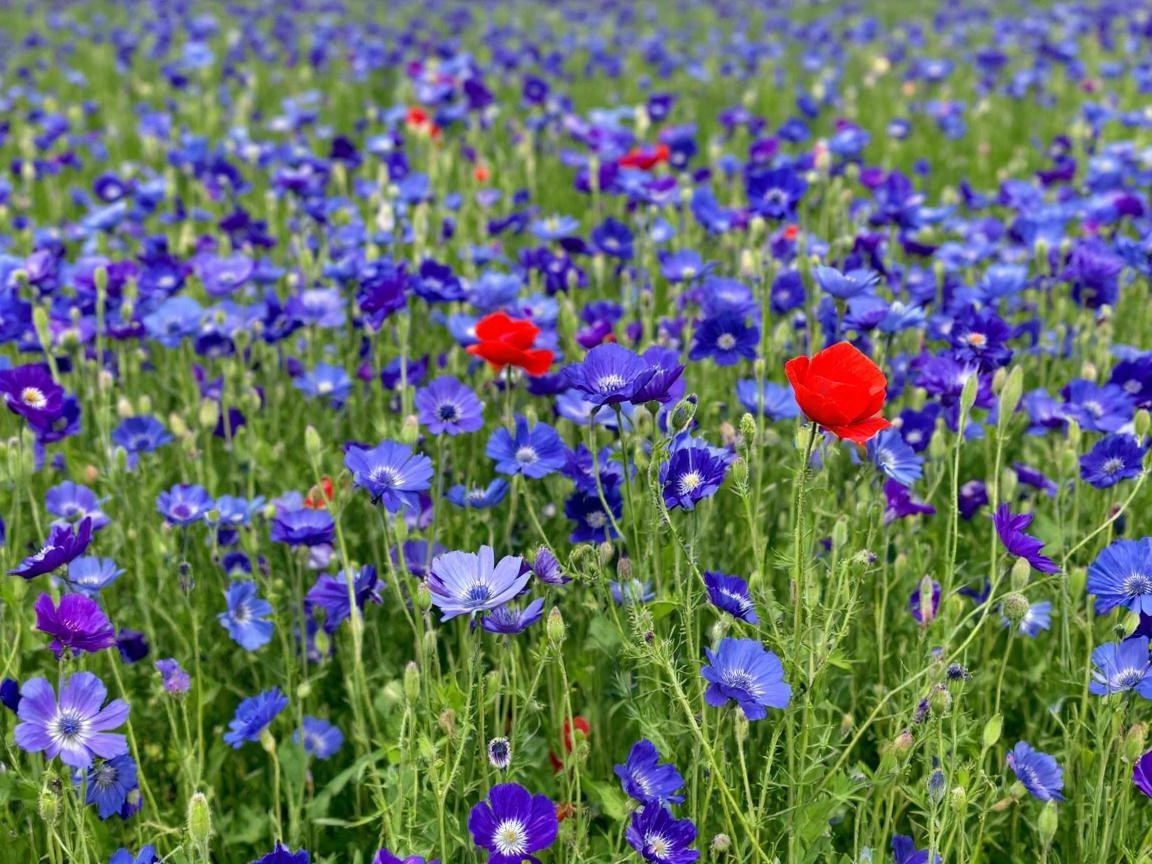 Vibrant Wildflower Field with Blue, Purple, and Red Blooms