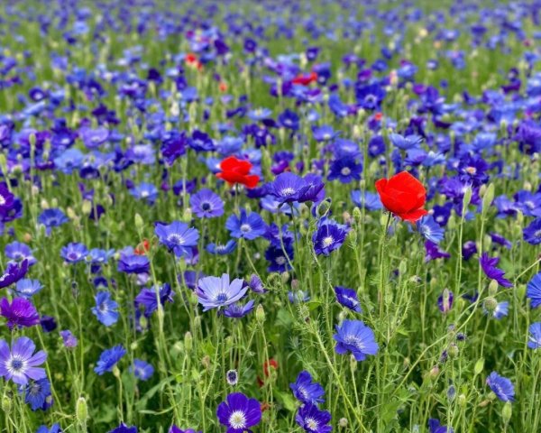 Vibrant Wildflower Field with Blue, Purple, and Red Blooms