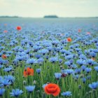 Vibrant Wildflower Landscape with Golden and Blue Hues