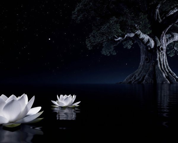 White Lotus Flowers on Dark Water Under Starry Sky