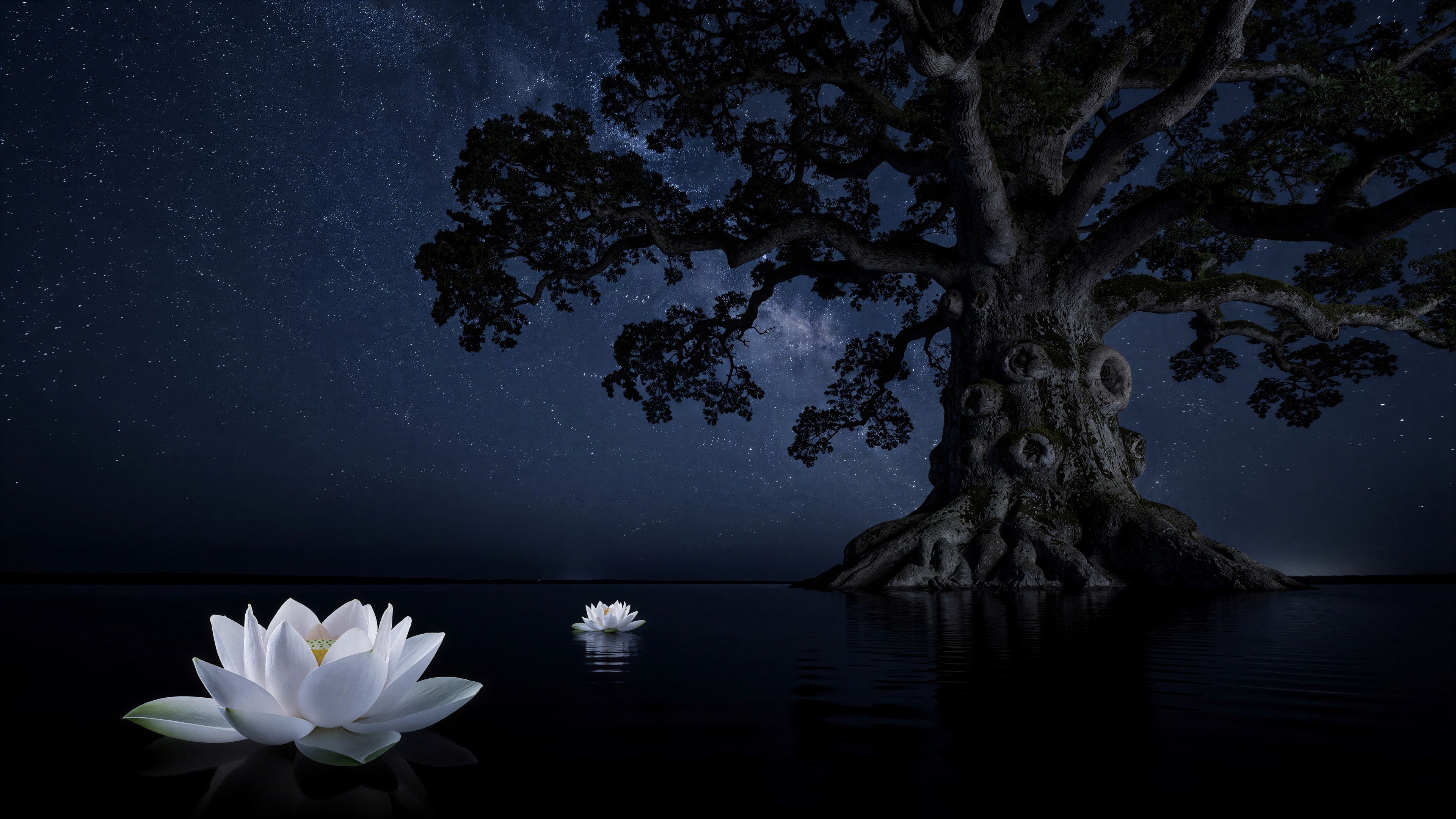 Ancient Tree and Lotus Flowers Under Starry Sky
