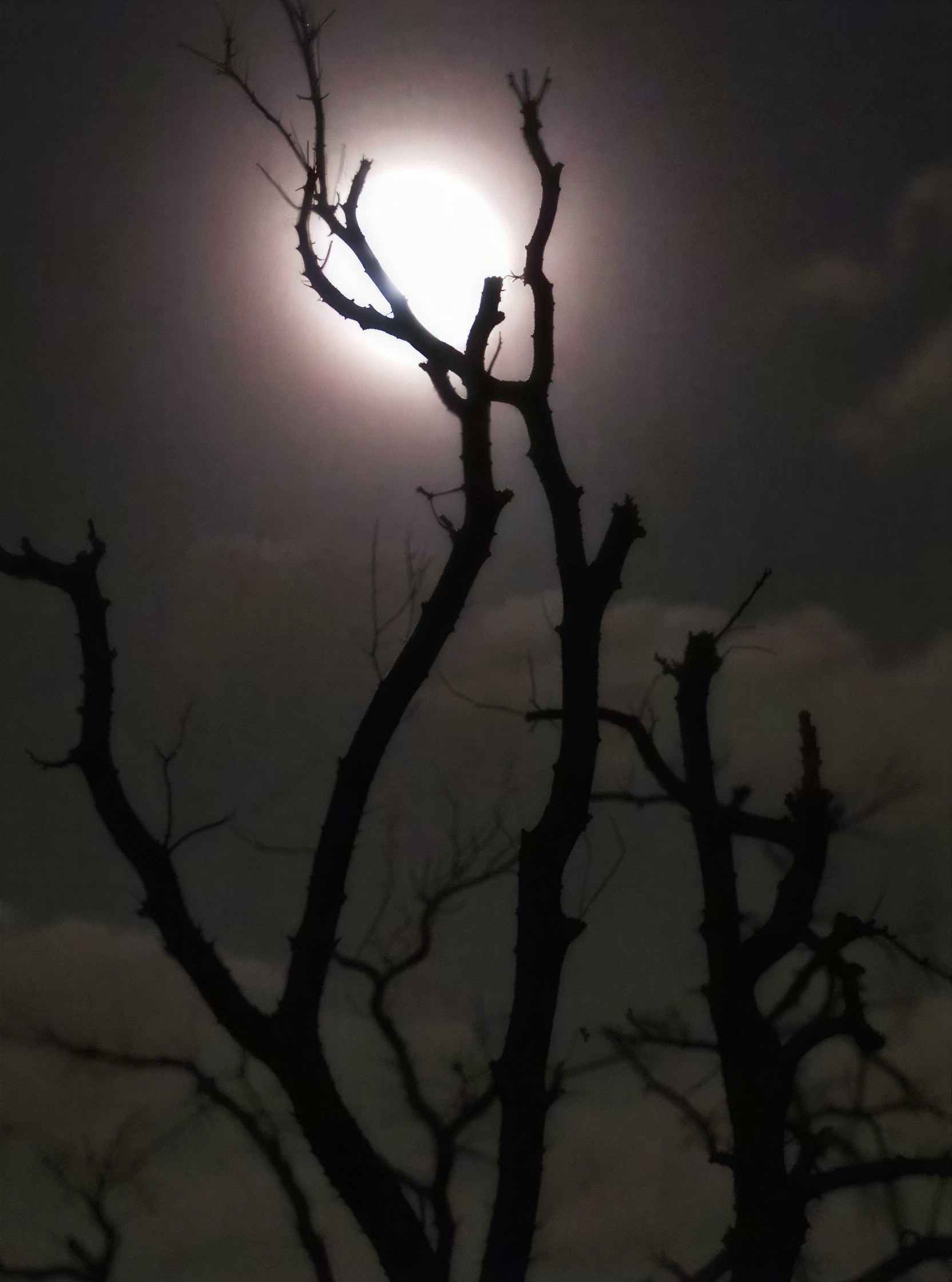 Close-Up Shot of Full Moon Through Silhouetted Tree