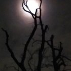 Close-Up Shot of Full Moon Through Silhouetted Tree