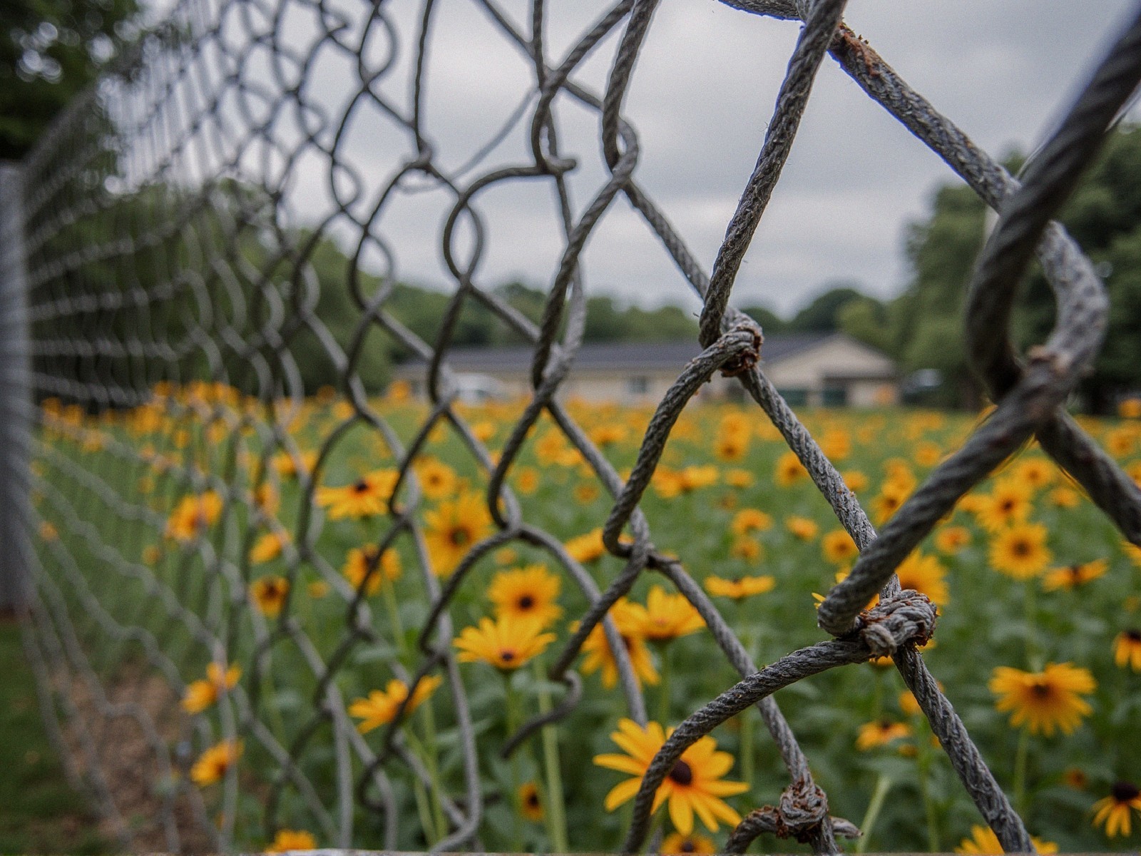 Chain-link Fence with Yellow Daisies and Overcast Sky