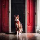 Tabby Cat in Welcoming Entryway with Red Doors
