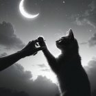 Black-and-White Scene of Human and Cat Connection