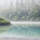 Misty Lake Surrounded by Lush Green Trees at Dawn