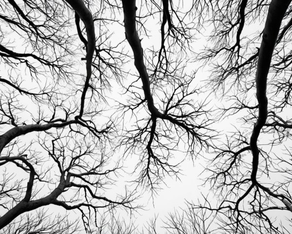 Black-and-white winter forest with twisted branches