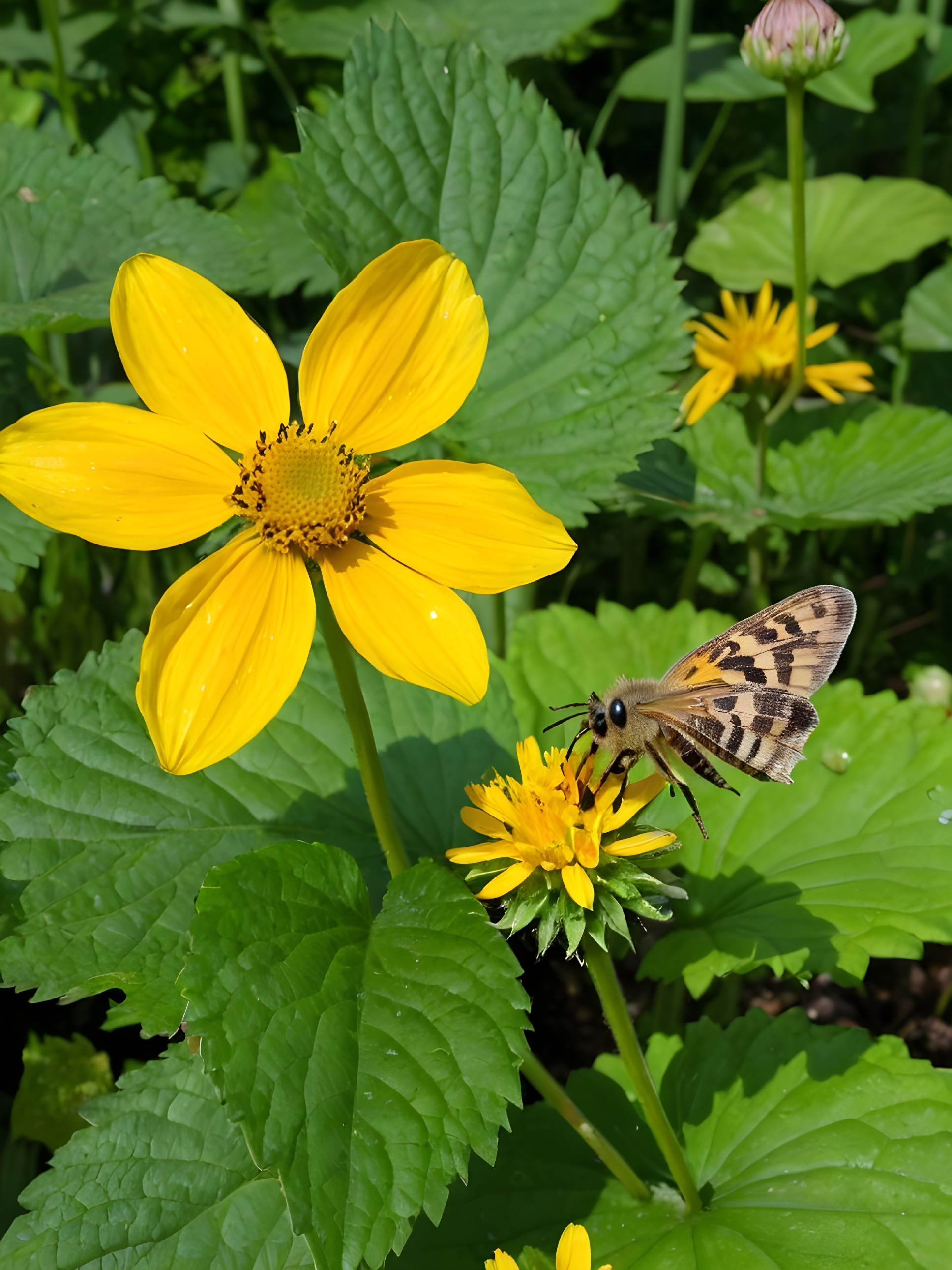 Vibrant yellow flowers with butterfly in a garden scene