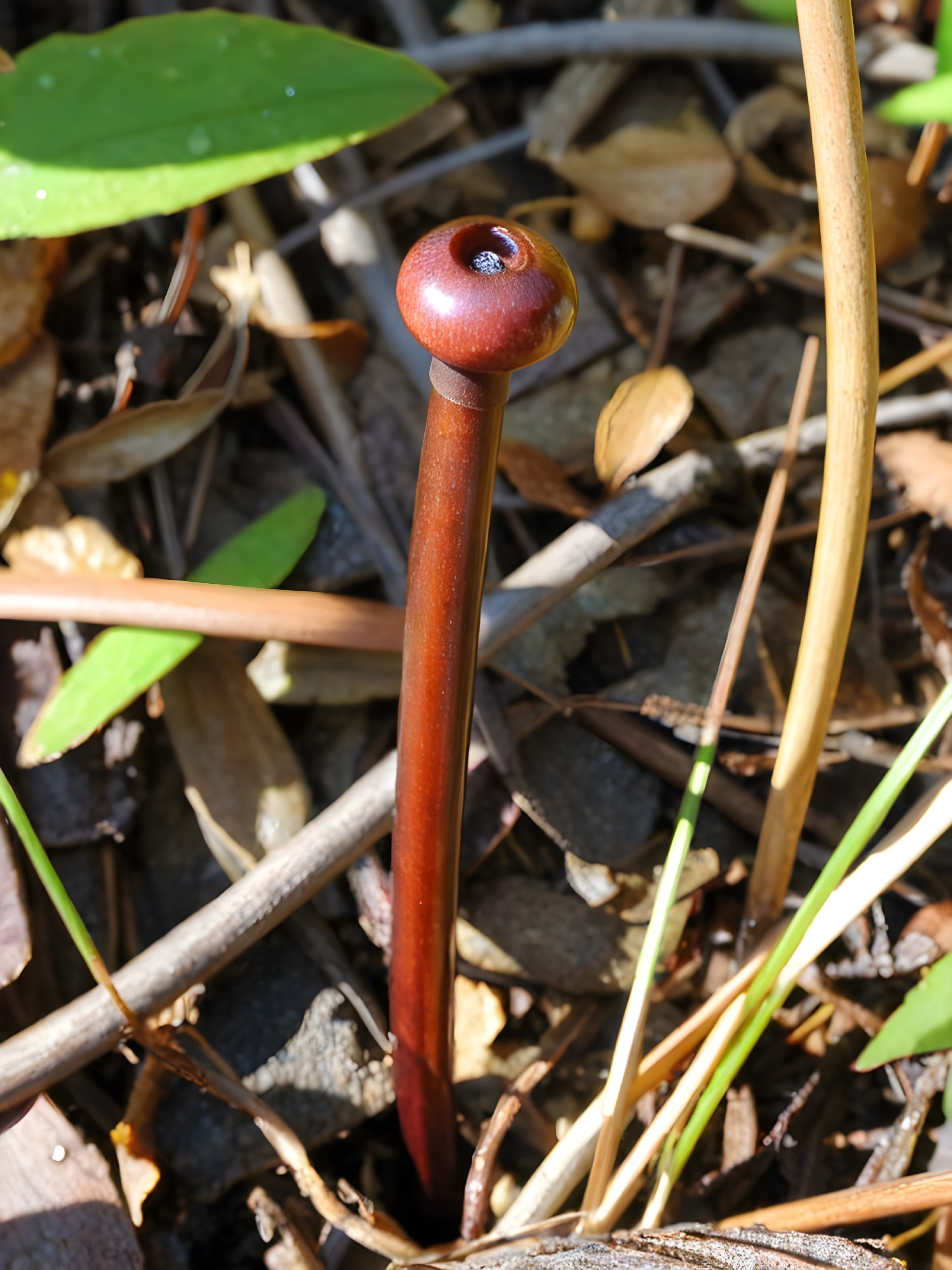 Elongated Mushroom on Forest Floor with Natural Debris