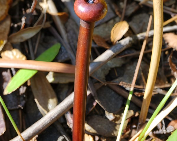 Elongated Mushroom on Forest Floor with Natural Debris
