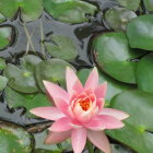 Pink Lotus Flower Blooming on Serene Pond