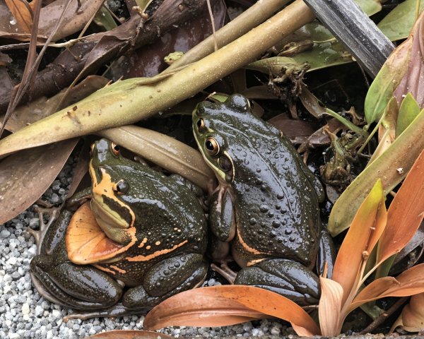 Frogs Among Brown and Orange Leaves in Natural Habitat