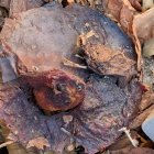 Light Brown Frogs in Whimsical Swirling Environment