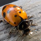 Close-Up of an Orange Ladybug on Gray Surface