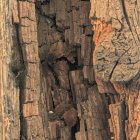 Close-up of Tree Bark with Carved Face Detail