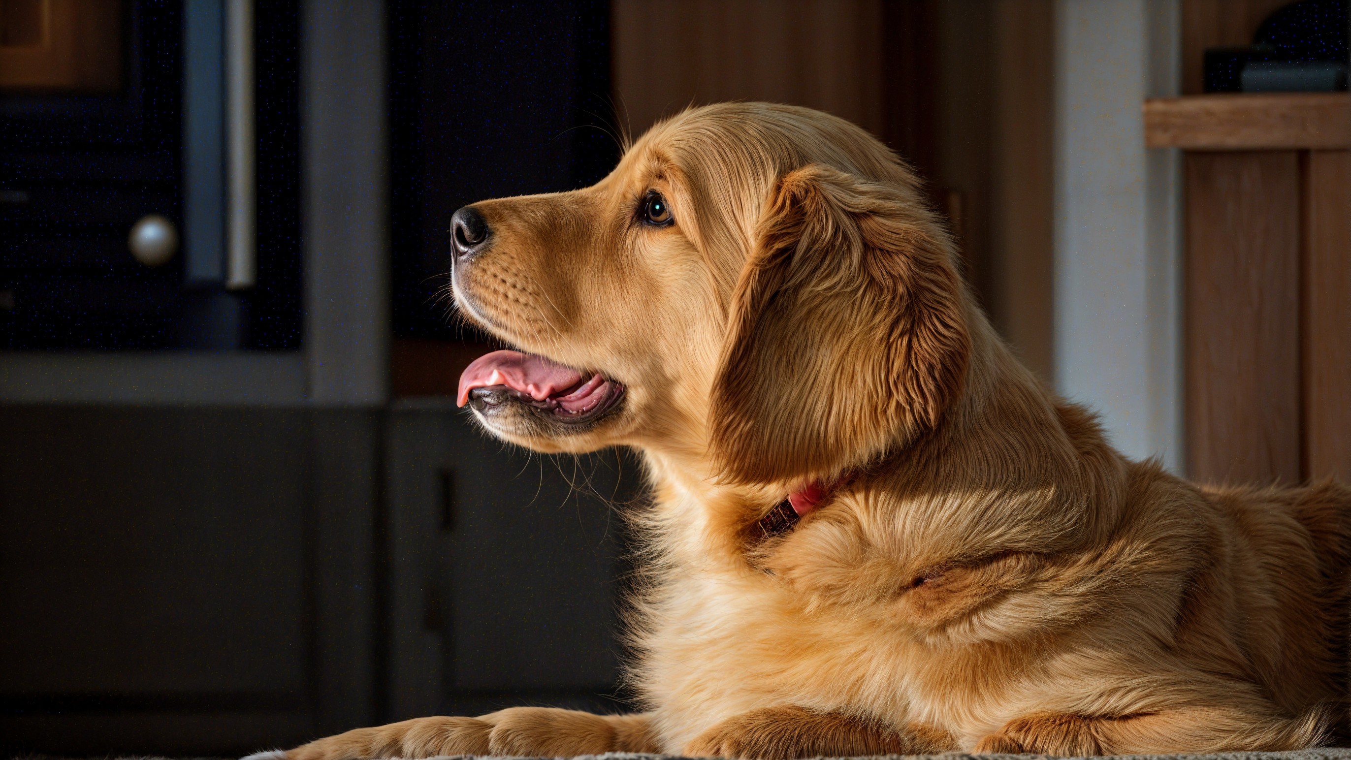 Golden Retriever Puppy on Soft Surface in Warm Light