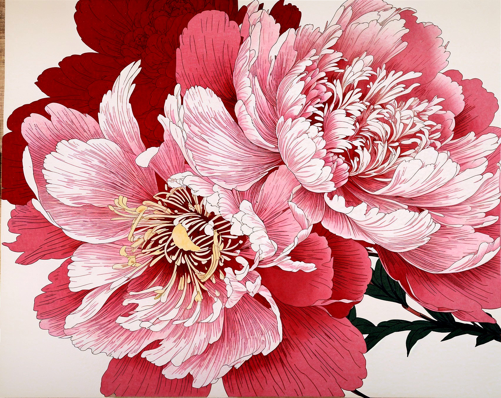 Vibrant Illustration of Large Pink Peony Flowers
