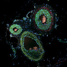 Surreal Creature with Colorful Eyes and Sharp Teeth