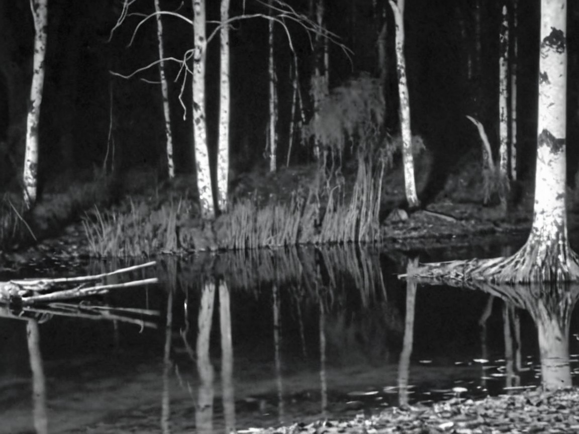 Monochromatic Nighttime Landscape with Reflective Water