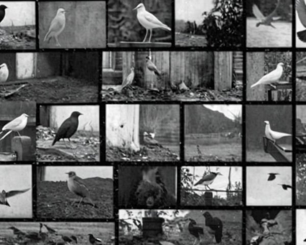 Collage of Black and White Bird Photographs