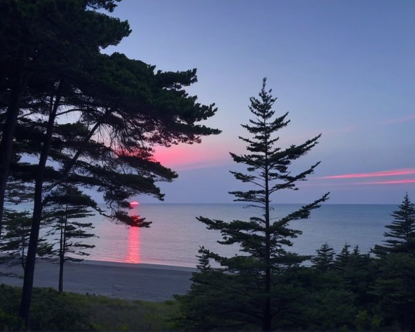 Beach Sunset with Silhouetted Evergreen Trees