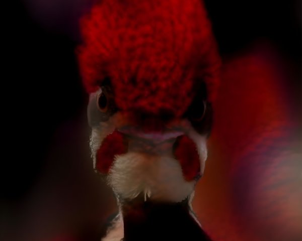 Vibrant Red-Crested Bird with Dark Background