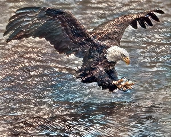 Bald Eagle Flying Over Shimmering Water Surface