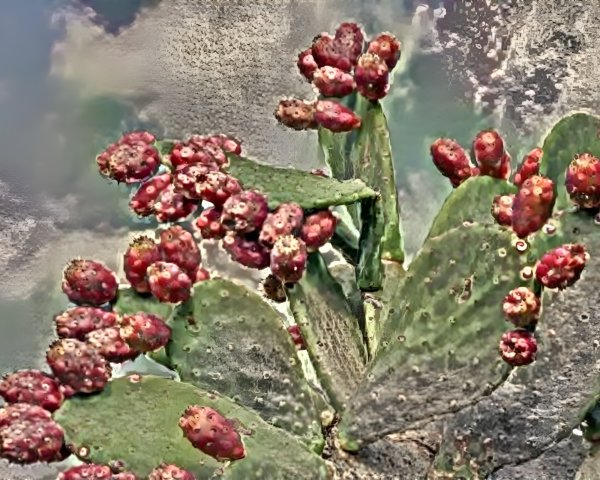 Vibrant Cactus with Reddish-Purple Fruit Against Clouds