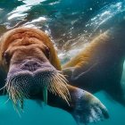 Prehistoric Marine Creature Swimming Underwater