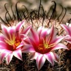 Abstract Floral Arrangement with Intricate Patterns