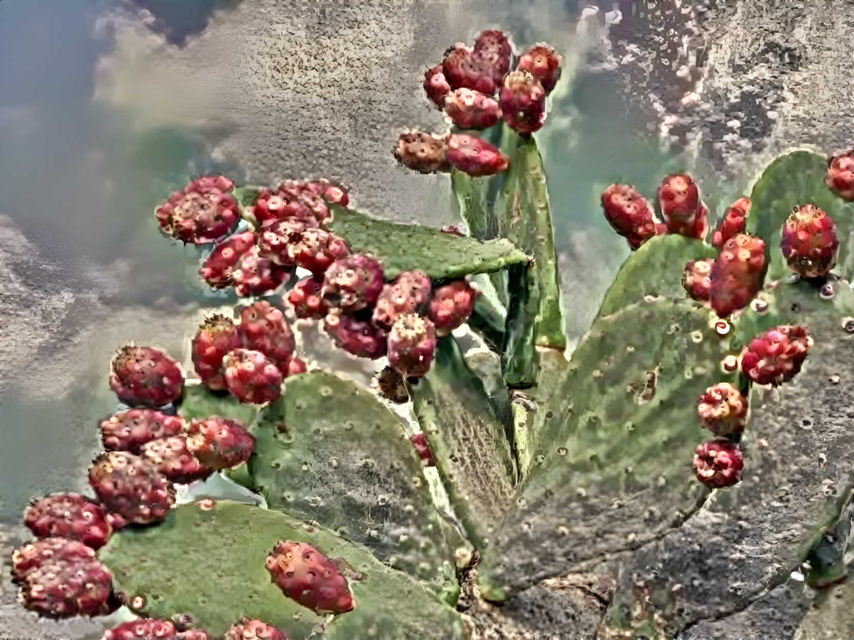 Vibrant Cactus with Reddish-Purple Fruit Against Clouds