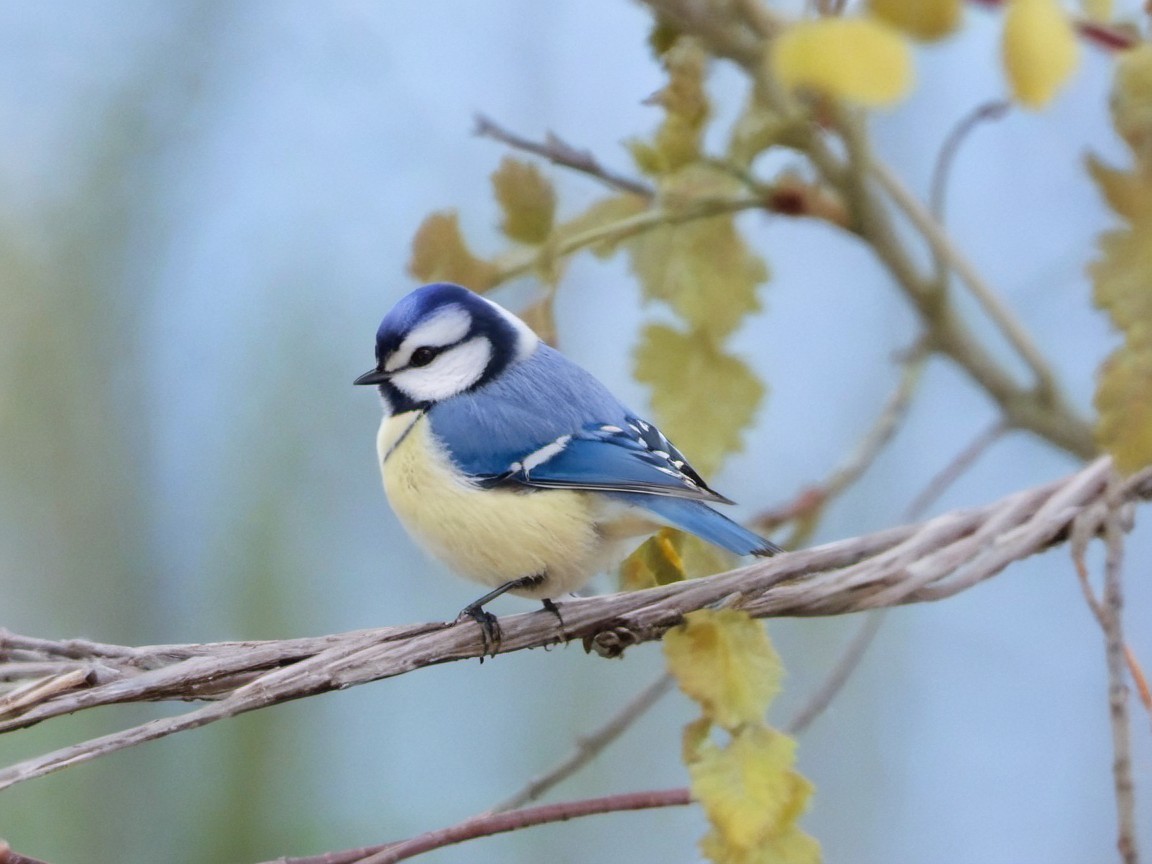 Vibrant Blue and Yellow Bird on a Branch Description