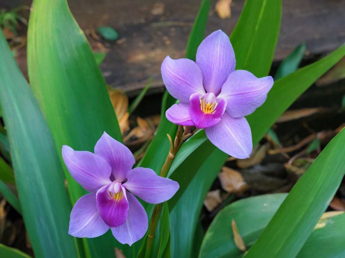 Purple Orchids Blooming Among Lush Green Leaves