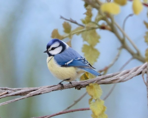 Vibrant Blue and Yellow Bird on a Branch Description