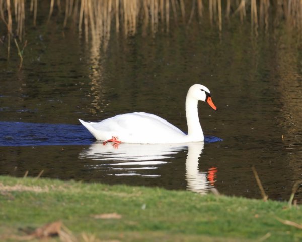 Swan Swimming in Dark Water with Reeds and Grass