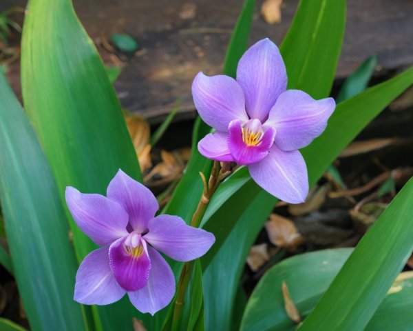 Purple Orchids Blooming Among Lush Green Leaves