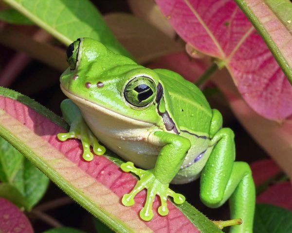 Vibrant Green Frog on Colorful Leaves in Nature