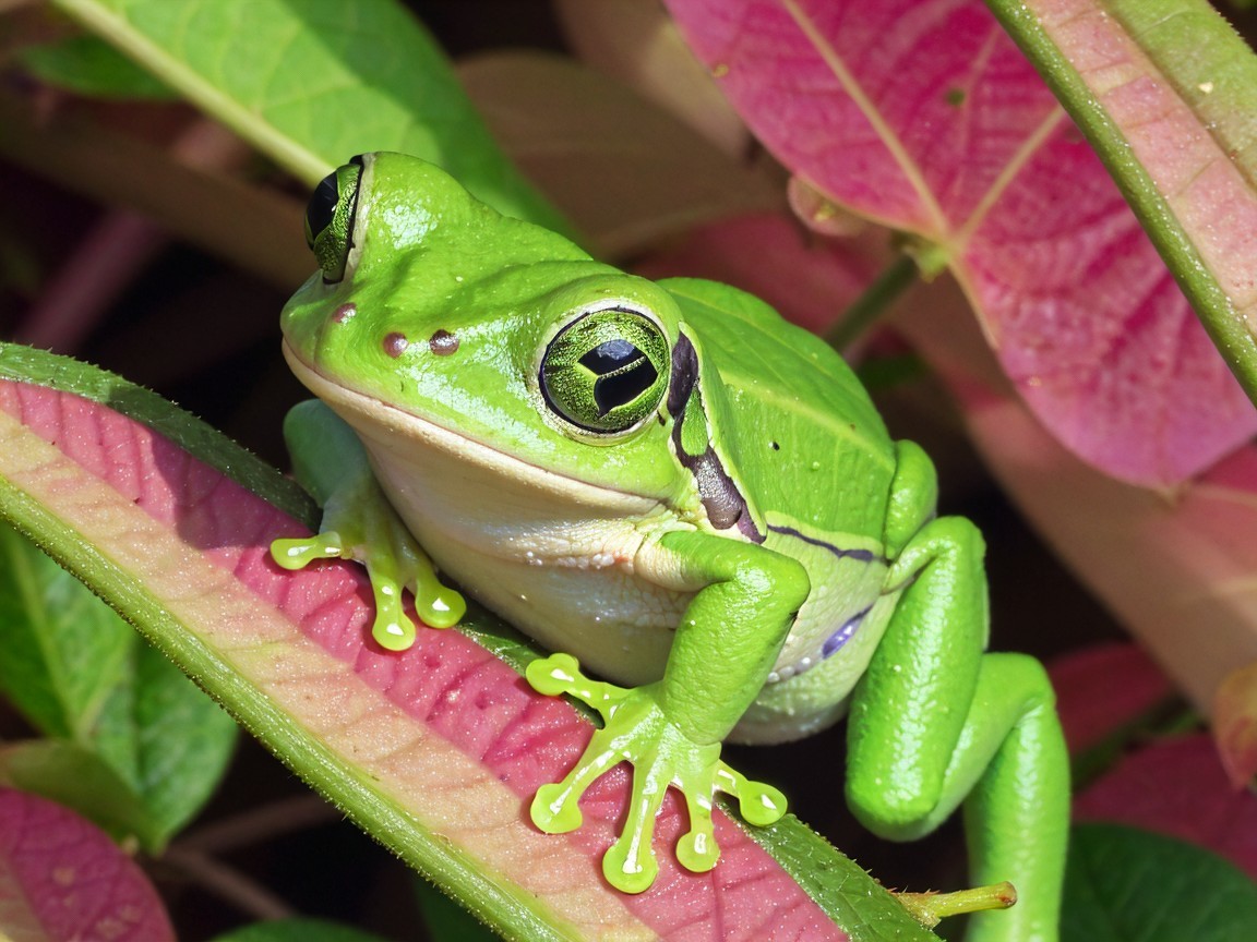 Vibrant Green Frog on Colorful Leaves in Nature