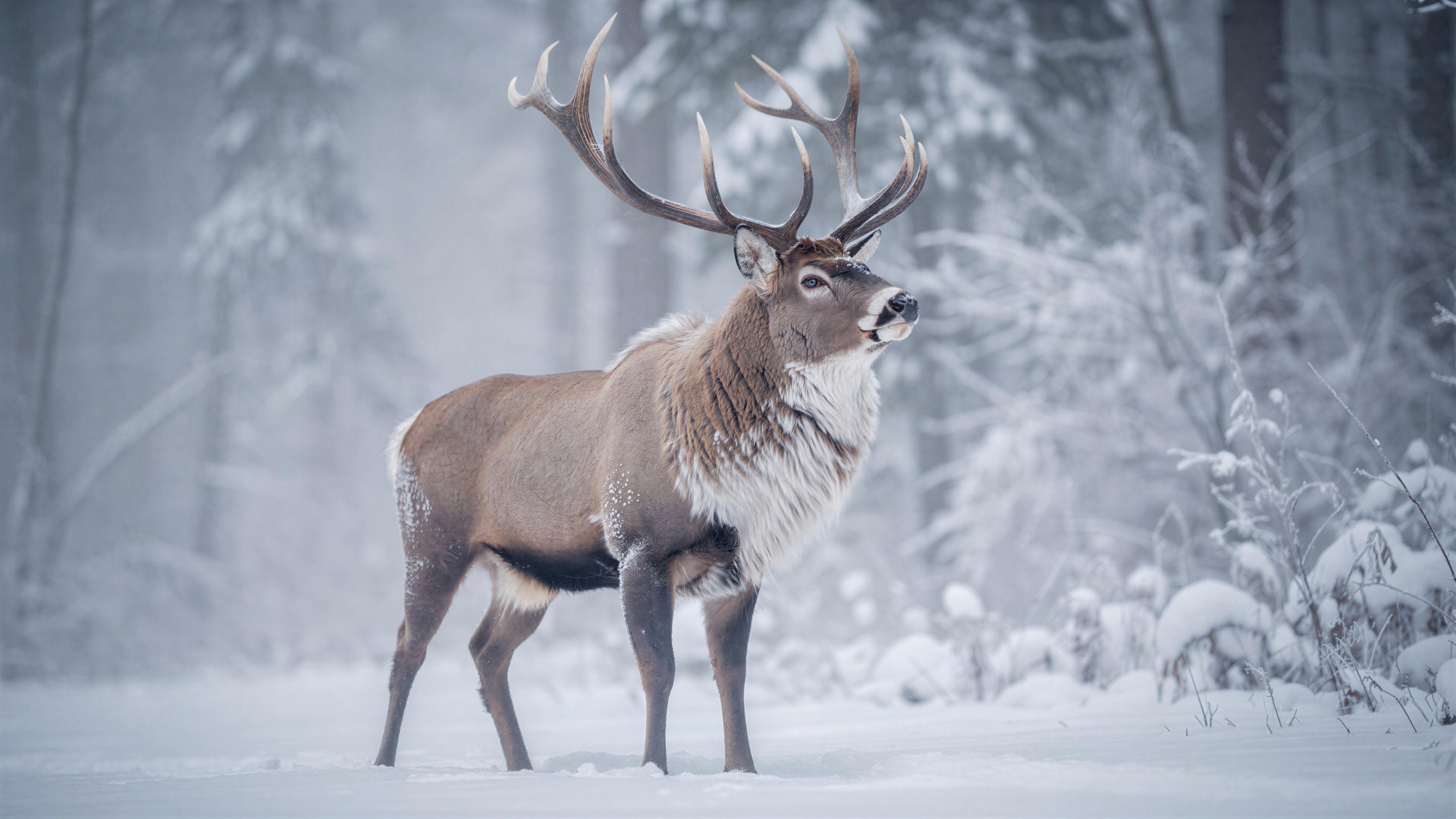Red Deer Stag in Snowy Forest Setting