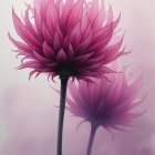 Vibrant Pink Lotus Flowers with Water Droplets